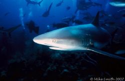 Caribbean Reef Shark, Nikonos V, 15mm lens, SB-105. by Mike Smith 